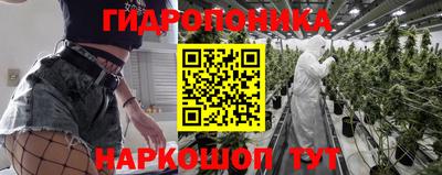шишки Изобильный